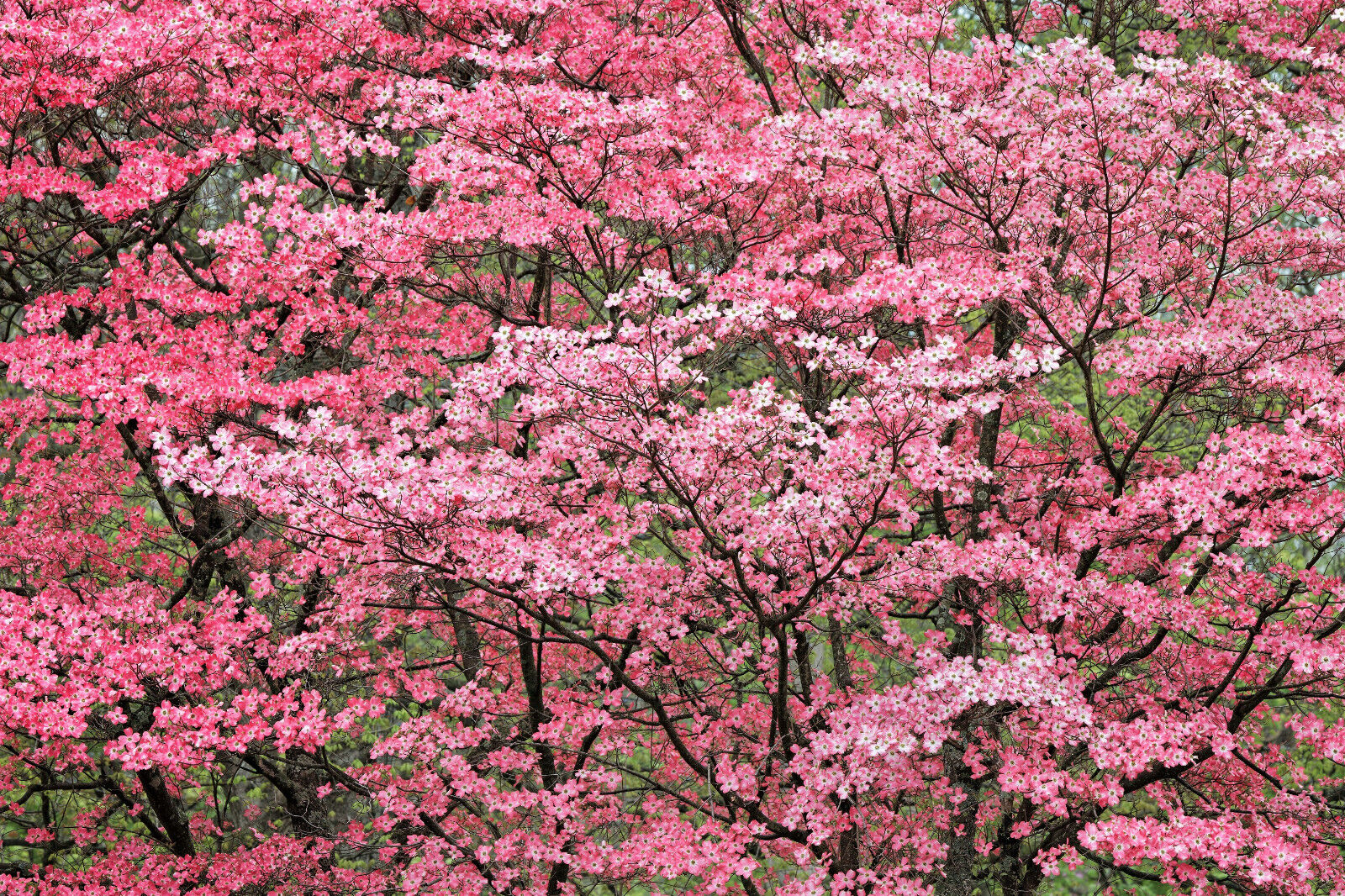 5 Pink Flowering Dogwood Tree Cornus Florida Rubra Native Ornamental Tree Seeds | www.seedsplantworld.com