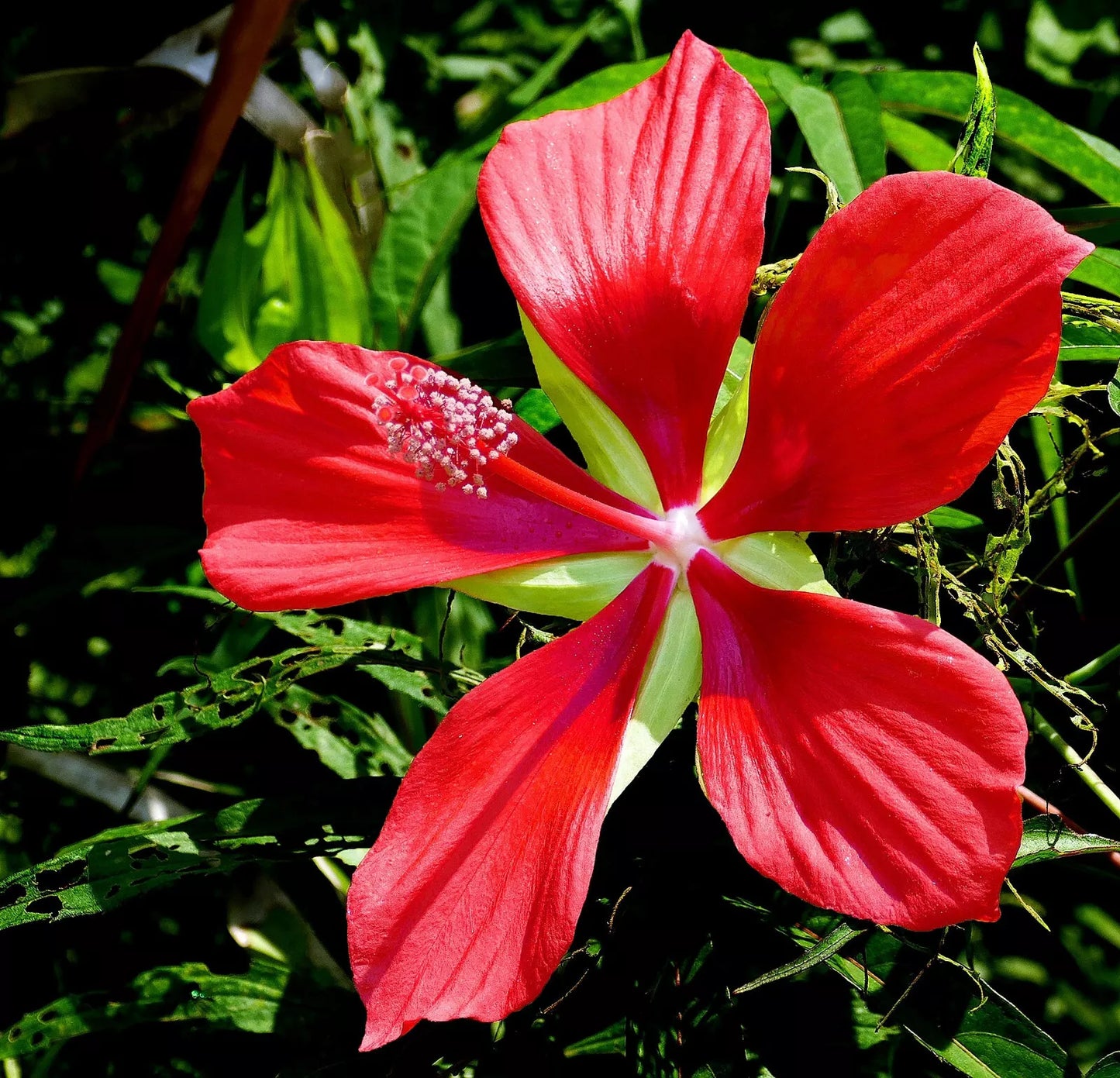 10 Red Texas Star Hibiscus Coccineus Scarlet Rosemallow Flower Seeds | www.seedsplantworld.com