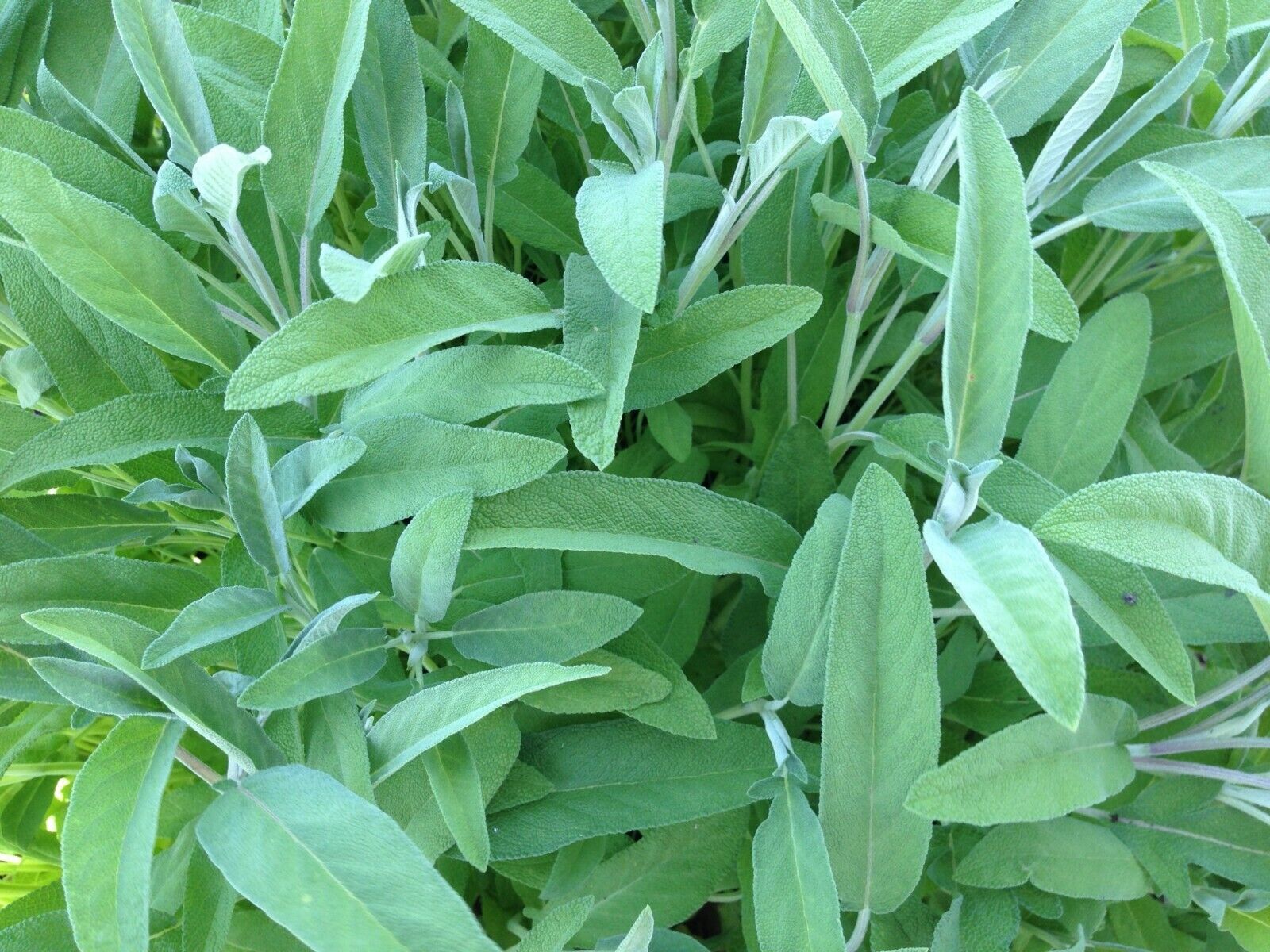 50 Ct Sage Broadleaf Garden NON-GMO Herb Seeds | www.seedsplantworld.com