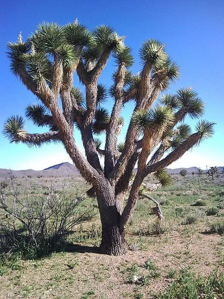 5 Joshua Tree Palm Tree Yucca Brevifolia White Flowers Cactus Succulent Seeds | www.seedsplantworld.com