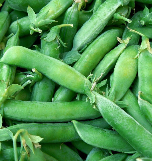 25 Ct Sugar Snap Pea Pod Peas Garden Heirloom NON-GMO Vegetable Seeds | www.seedsplantworld.com