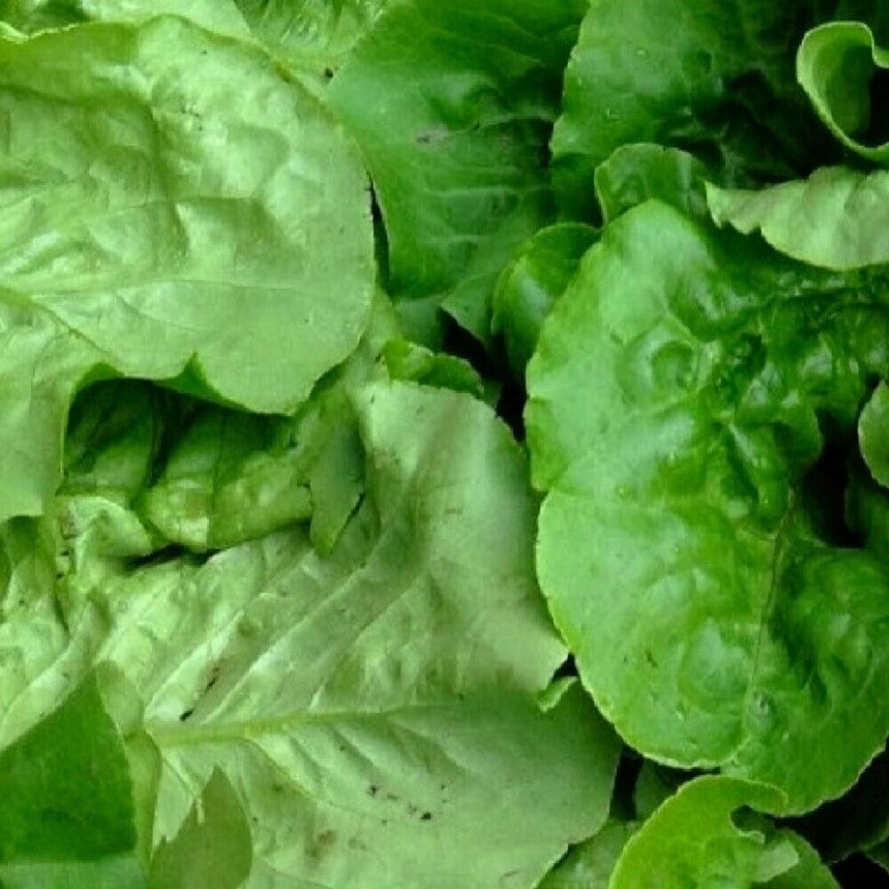 100 Viroflay Spinach NON-GMO Heirloom Vegetable Seeds | www.seedsplantworld.com