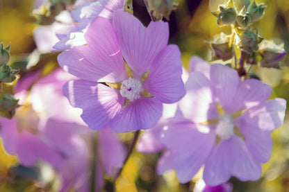 Pink Musk Mallow 102 Seeds | www.seedsplantworld.com