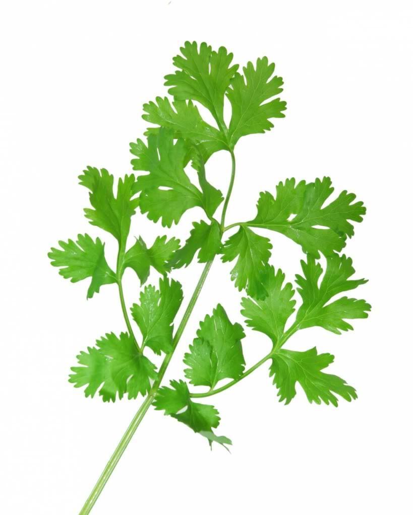 100 Fiesta Green Cilantro / Coriander Coriandrum Sativum Herb Vegetable Seeds | www.seedsplantworld.com