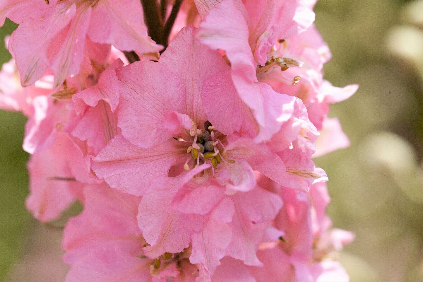 100 Pink Perfection Larkspur / Delphinium Consolida Ambigua Ajacis Flower Seeds | www.seedsplantworld.com