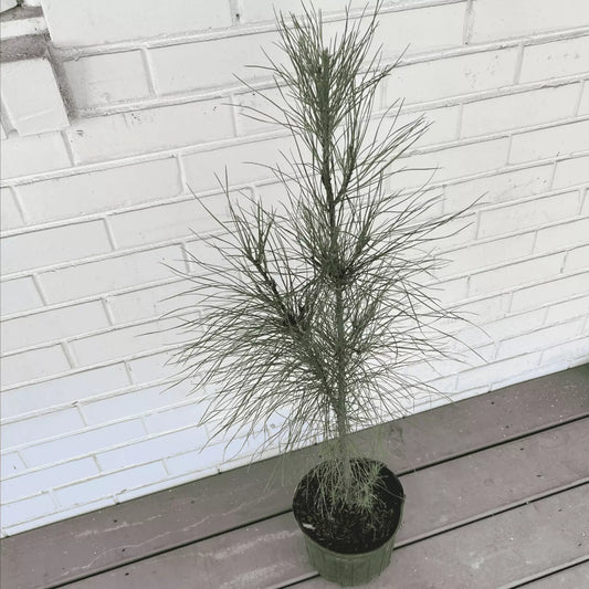 1 Gallon Potted Loblolly Pine Tree Pinus Taeda Tree Plants | www.seedsplantworld.com