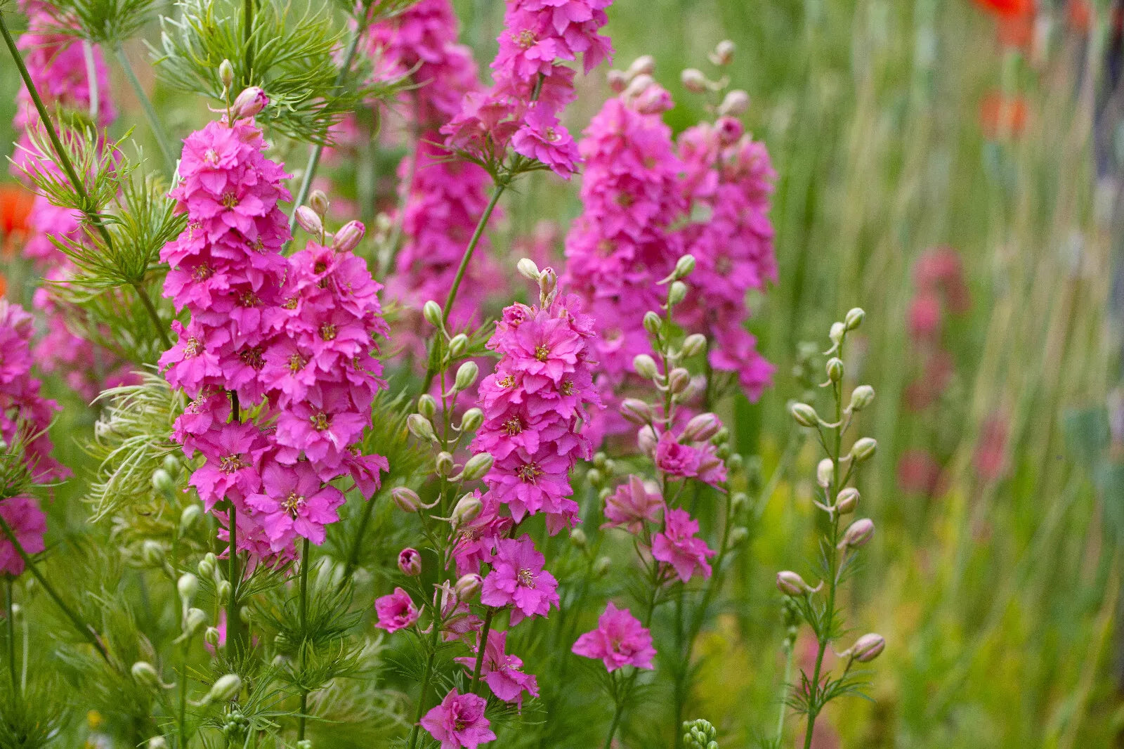 100 Sublime Pink Larkspur Consolida Ambigua Ajacis Delphinium Bright Pink Seeds | www.seedsplantworld.com