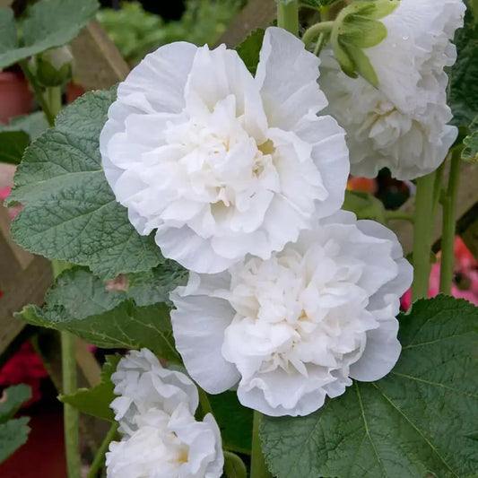 10 Chaters Double White Hollyhock Seeds Non-GMO Flower Seeds | www.seedsplantworld.com