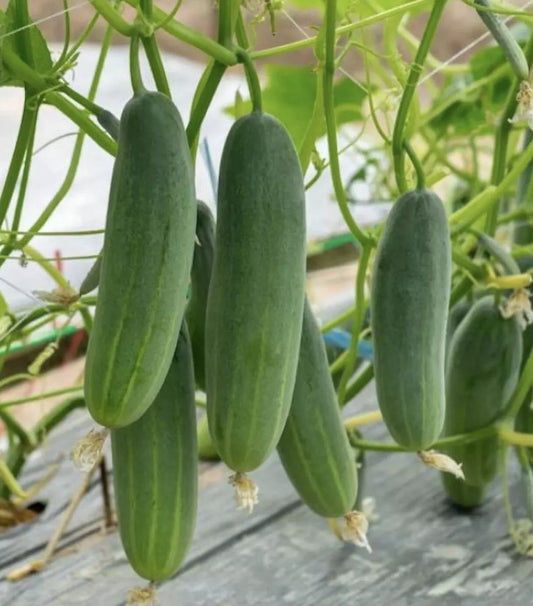 50 Cucumber Seeds (Marketer) Vegetable Garden Pickling Non-Gmo Vegetable Seeds