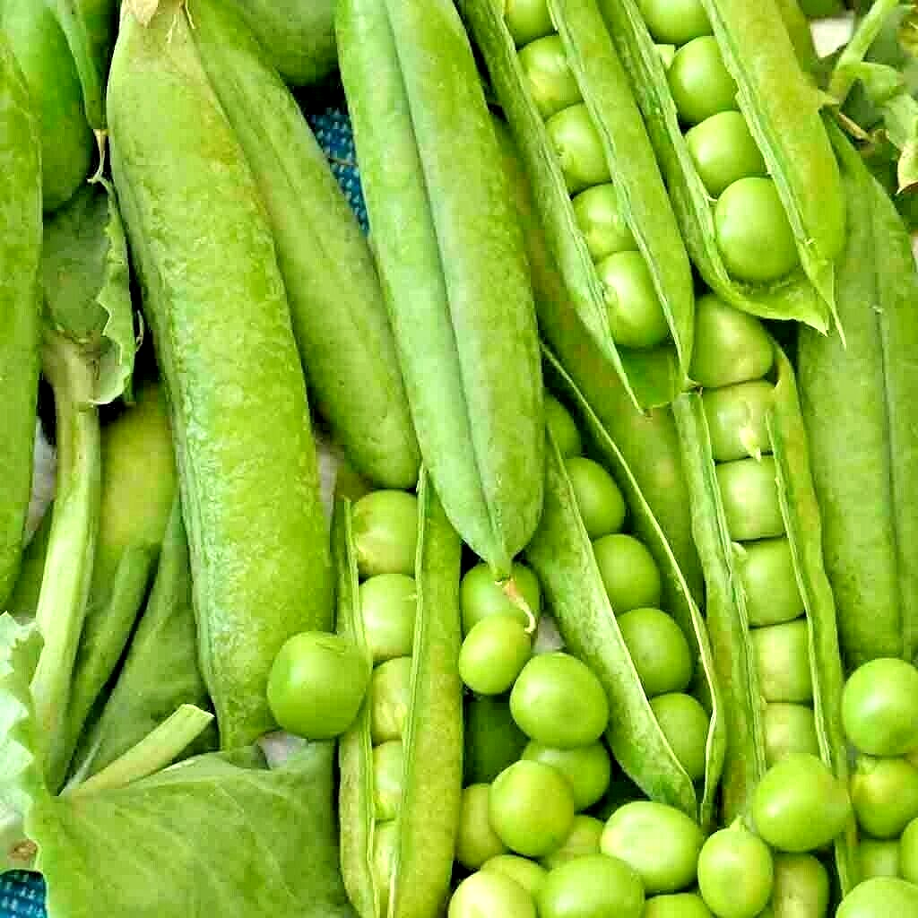 200 Oregon Sugar Pod Peas Seeds Heirloom Non Gmo Vegetable Seeds | www.seedsplantworld.com