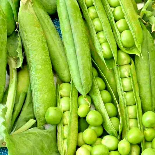 200 Oregon Sugar Pod Peas Seeds Heirloom Non Gmo Vegetable Seeds | www.seedsplantworld.com