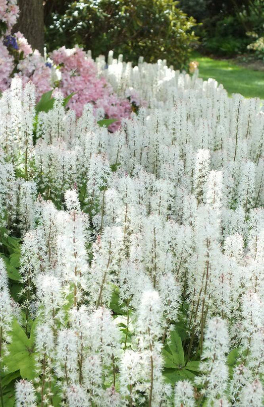 20 Sugar Scoop Foamflower White Tiarella Trifoliata Laceflower Flower Seeds | www.seedsplantworld.com