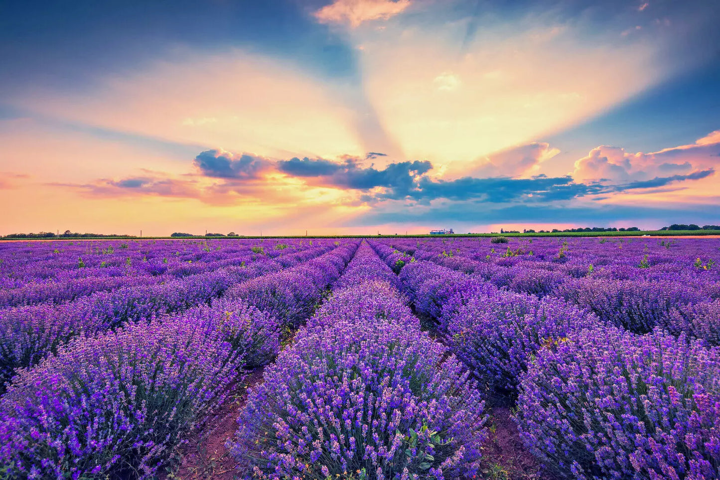 500 True English Lavender Vera Lavandula Angustifolia Herb Flower Seeds | www.seedsplantworld.com