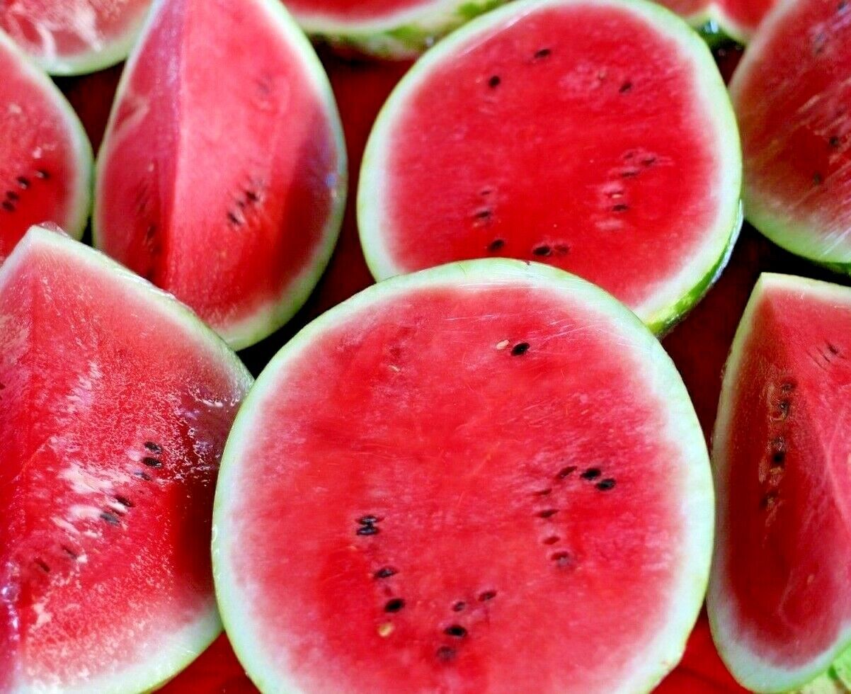 100 Sugar Baby Watermelon Super Sweet Fruit Heirloom Non-Gmo Melon Vegetable Seeds | www.seedsplantworld.com