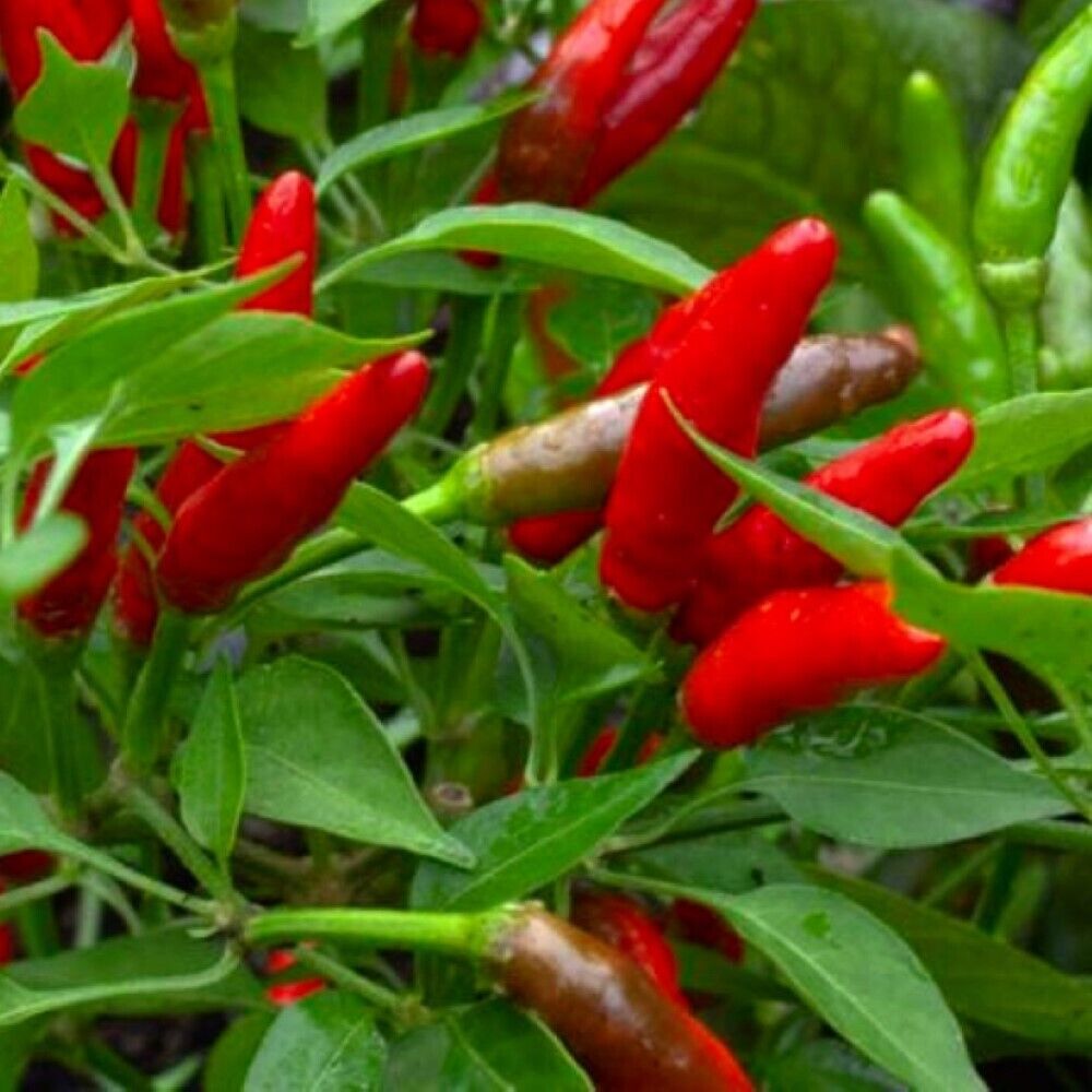 100 Bird's Eye Chili Pepper NON-GMO Heirloom Vegetable Seeds | www.seedsplantworld.com