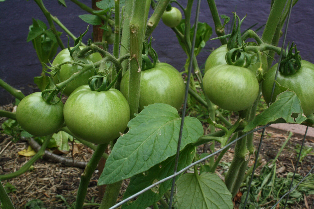 10 Tomato Emerald Evergreen Heirloom Vegetable Seeds | www.seedsplantworld.com