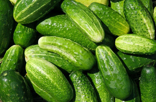 50+ Marketmore Cucumber Garden Heirloom NON-GMO Vegetable Seeds | www.seedsplantworld.com