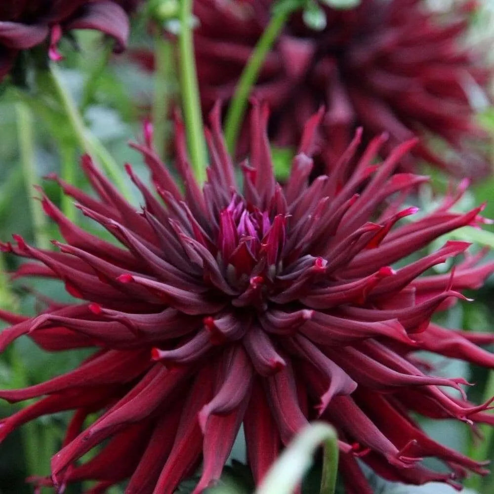 1 Black Narcissus Cactus Dahlia Bulb Tuber Clump Deep Red And Exotic Bulbs Plant