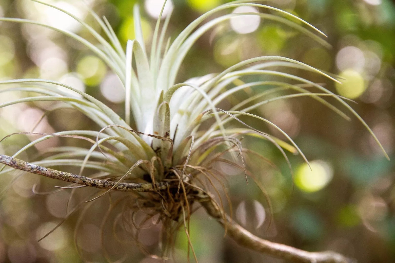 10 Giant Air Plant Tillandsia Utriculata Bromeliad Sun Shade Houseplant Seeds | www.seedsplantworld.com