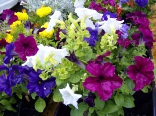 250 Mixed Colors Petunia Red Pink White Purple Flower Seeds | www.seedsplantworld.com