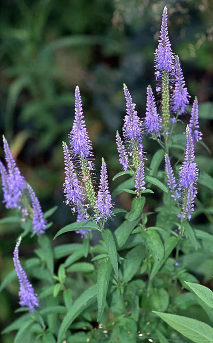 Veronica Longifolia, 160 Seeds