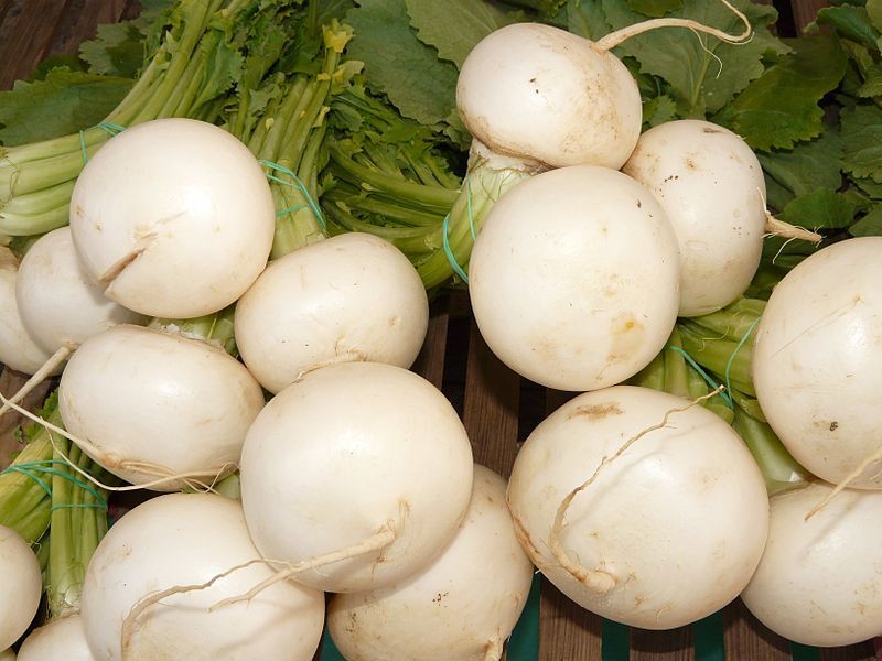 3000 Shogoin Turnip White Japanese Brassica Rapa Root & Greens Vegetable Seeds | www.seedsplantworld.com