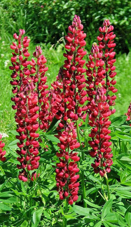 Tall Red Russell Lupine 50 Seeds