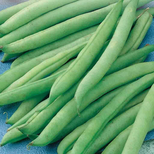 50 Ct Greencrop Bean Green Bush Snap Garden Heirloom NON-GMO Vegetable Seeds | www.seedsplantworld.com