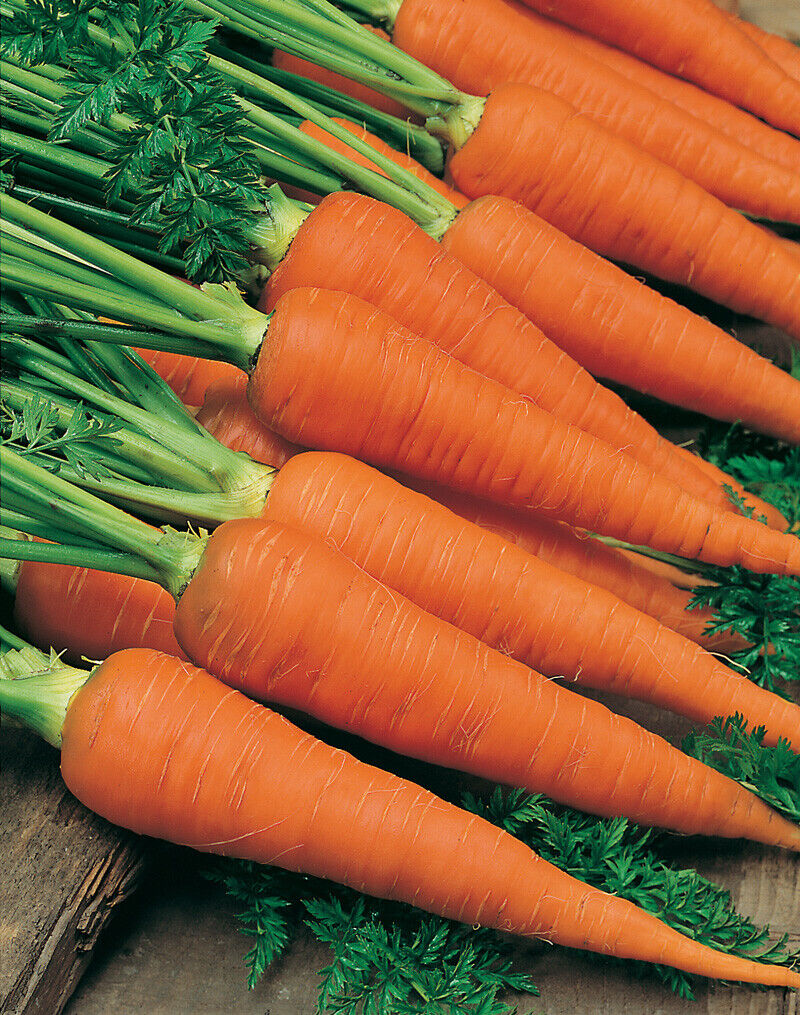 1000+ Danvers Carrot Garden NON-GMO Vegetable Seeds | www.seedsplantworld.com