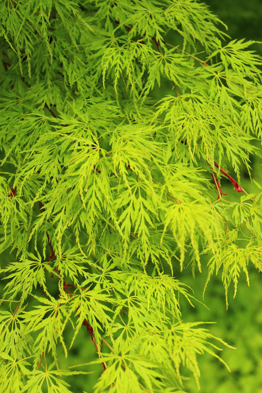 10 Upright Green Laceleaf Maple Japanese Seiryu Acer Palmatum Dissectum Viridis Seeds | www.seedsplantworld.com