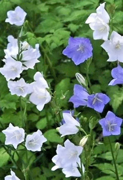 White Peach Leaf Bellflower, 250 Seeds