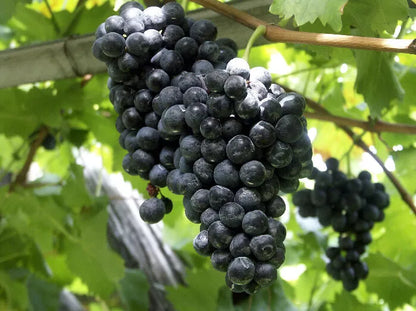 Seedless Grape Vine Special (1 Concord, 1 Reliance & 1 Himrod) Live Plant Fruit Plant