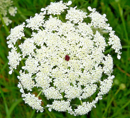 Verbena Bonariensis, 250 Seeds | www.seedsplantworld.com