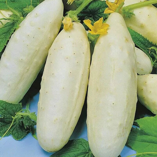 50 White Wonder Cucumber Seeds Non-GMO Vegetable Seeds | www.seedsplantworld.com