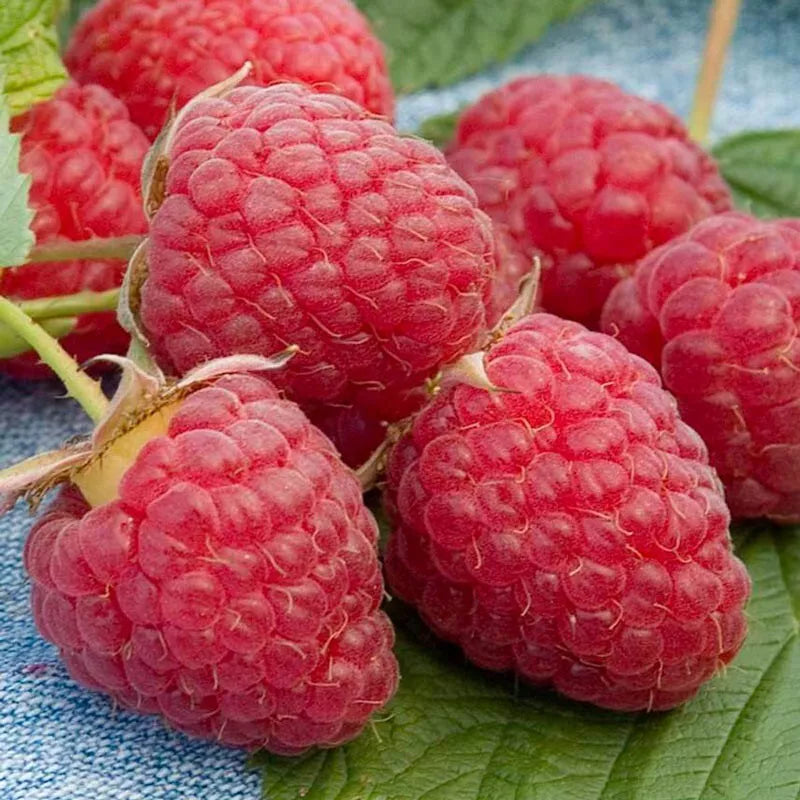 2 Heritage Everbearing Live Red Raspberry Plants (1-2 Yr Old) Fruit Plant | www.seedsplantworld.com