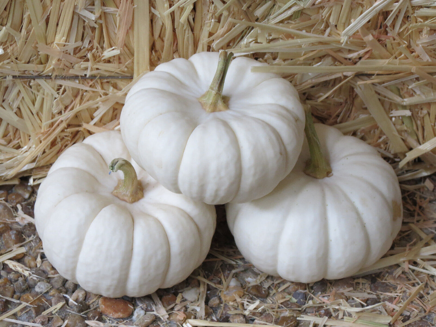 15 White Baby Boo Mini Pumpkin Miniature Cucurbita Pepo Vegetable Seeds | www.seedsplantworld.com