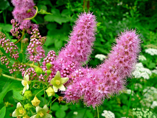 Spiraea Douglasii, 1000 Seeds