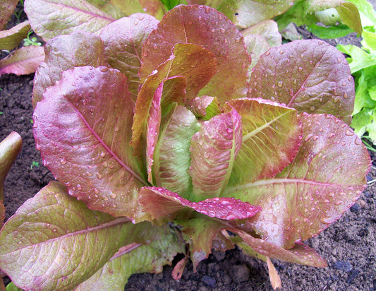 600+ Rouge D'Hiver Lettuce French Romaine NON-GMO Vegetable Seeds | www.seedsplantworld.com