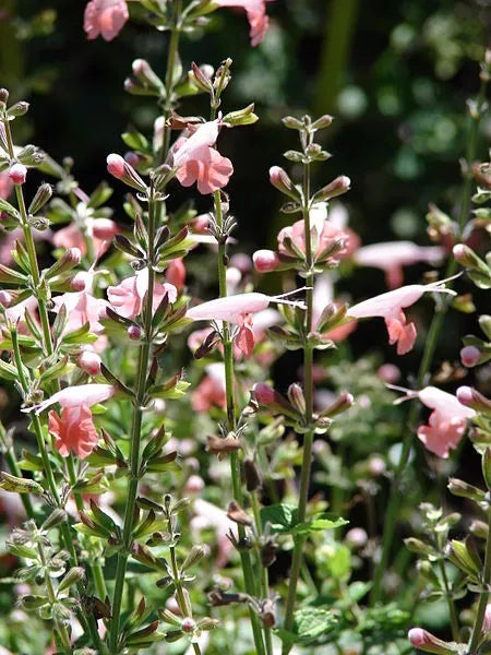 30 Coral Nymph Salvia Coccinea Hummingbird Sage Flower Seeds | www.seedsplantworld.com