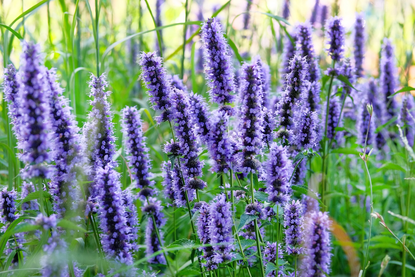 1000 True Blue Hyssop Hyssopus Officinalis Thymus Herb Blue Violet Flower Seeds | www.seedsplantworld.com