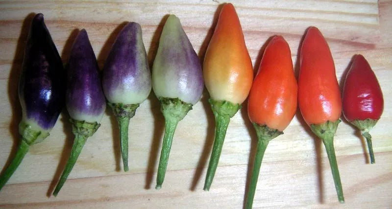 25 Bolivian Rainbow Pepper Multi Colored Chili Capsicum Annuum Vegetable Seeds | www.seedsplantworld.com