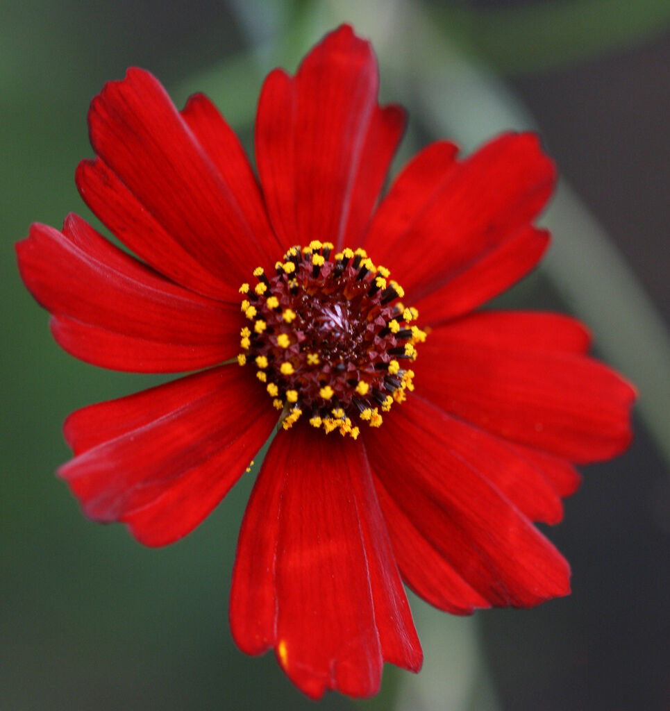 1350 Coreopsis Plains Dwarf Red Flower Seeds | www.seedsplantworld.com