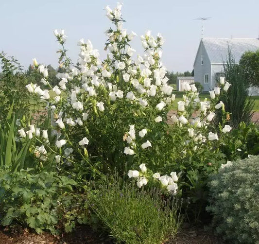 200 White Canterbury Bells - Campanula Medium Flower Seeds | www.seedsplantworld.com