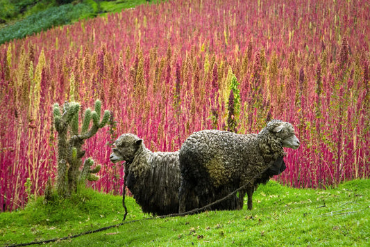 100 Organic Red Head Quinoa Grain Chenopodium Quinoa Pink & Red - White Seeds | www.seedsplantworld.com