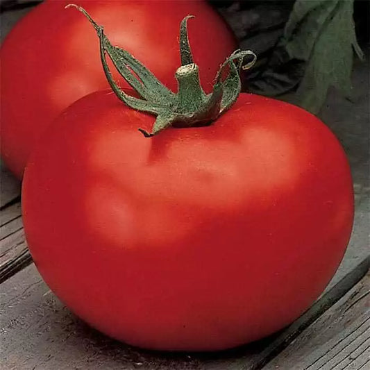 10 Better Boy Tomato Seeds VFN (F1 Hybrid) Non-GMO Vegetable Seeds | www.seedsplantworld.com