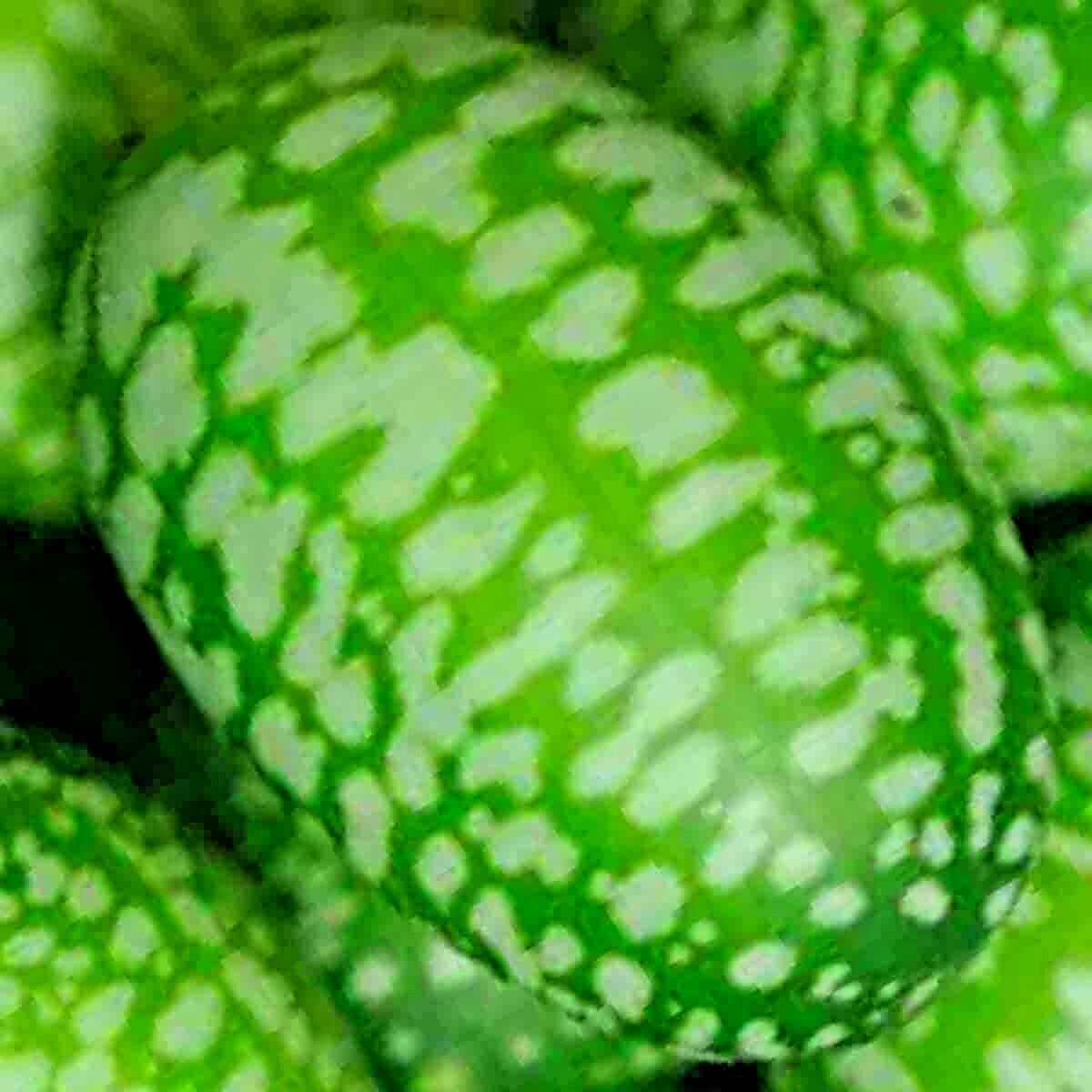 25 Cucamelon Mouse Melon Vegetable Superior Cucumber Heat Drought Non-Gmo Fruit Seeds | www.seedsplantworld.com