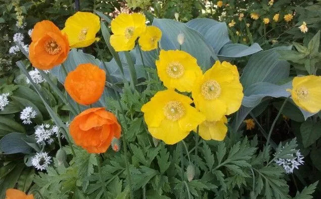 Welsh Poppy, Orange And Yellow Mixed 150+ Seeds | www.seedsplantworld.com