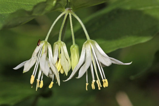 10 Hookers Fairybells Drops Of Gold Prosartes Disporum Hookeri Flower Seeds | www.seedsplantworld.com