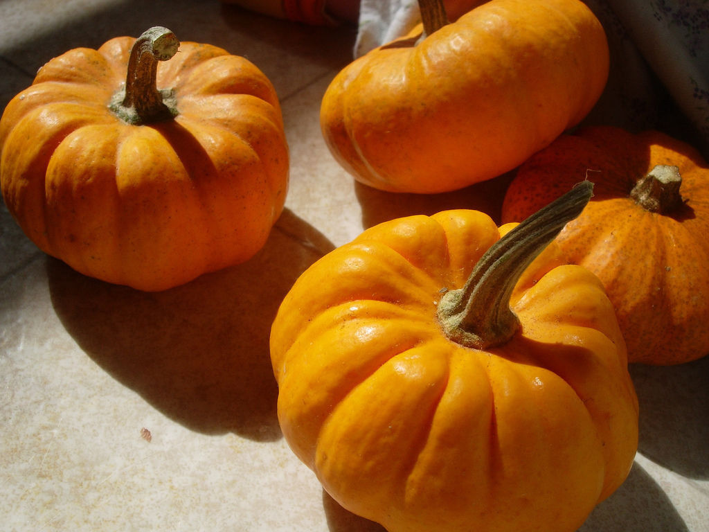 10 Pumpkin Jack Be Little Mini Vegetable Seeds | www.seedsplantworld.com