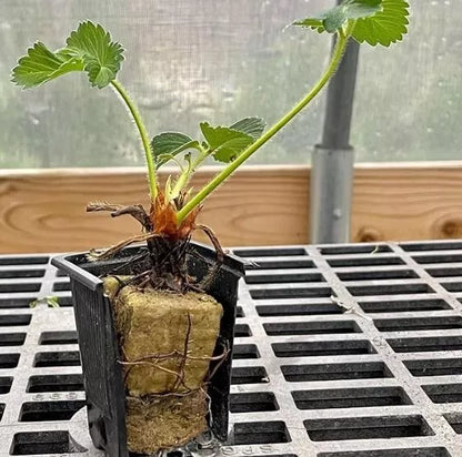 6 Live Cabot Strawberry Plugs June Bearing Strawberry Plants) Fruit Plants | www.seedsplantworld.com